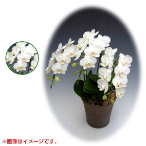 Ӓ ~fBn ^Cv 2{ [5] [A}rX] yӒ ~fB a  ̓ ̓ NX}X v[g hV Mtg  JXj  mzy 