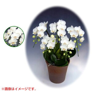Ӓ ~fBn ^Cv 5{ [7] [A}rX] yӒ ~fB a  ̓ ̓ NX}X v[g hV Mtg  JXj  mzy 