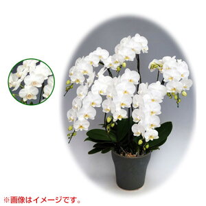 Ӓ ~fBn ^Cv 6{ [7] [A}rX] yӒ ~fB a  ̓ ̓ NX}X v[g hV Mtg  JXj  mzy 