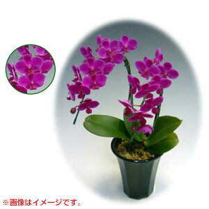 Ӓ ~fBn ^Cv 2{ [5] [Vg] yӒ ~fB a  ̓ ̓ NX}X v[g hV Mtg  JXj  mzy ߁z[C