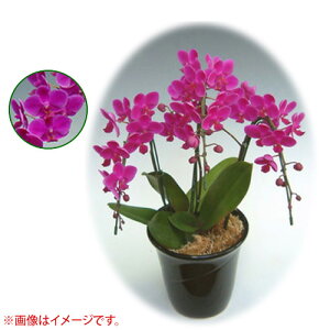 Ӓ ~fBn ^Cv 3{ [6] [Vg] yӒ ~fB a  ̓ ̓ NX}X v[g hV Mtg 3{  JXj  mzy 