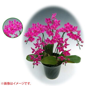 Ӓ ~fBn ^Cv 5{ [7] [Vg] yӒ ~fB a  ̓ ̓ NX}X v[g hV Mtg  JXj  mzy ߁z[C