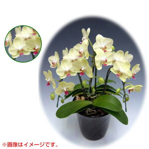 Ӓ ~fBn ^Cv 3{ [6] [Uc}] yӒ ~fB a  ̓ ̓ NX}X v[g hV Mtg 3{  JXj  mzy 