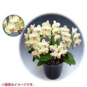 Ӓ ~fBn ^Cv 5{ [7] [Uc}] yӒ ~fB a  ̓ ̓ NX}X v[g hV Mtg  JXj  mzy 