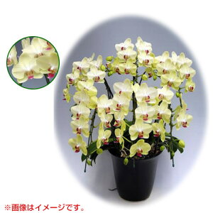 Ӓ ~fBn ^Cv 6{ [7] [Uc}] yӒ ~fB a  ̓ ̓ NX}X v[g hV Mtg  JXj  mzy 