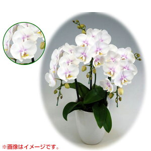 Ӓ ~fBn ^Cv 3{ [6] [t@[Xgu] yӒ ~fB a  ̓ ̓ NX}X v[g hV Mtg 3{  JXj  mzy