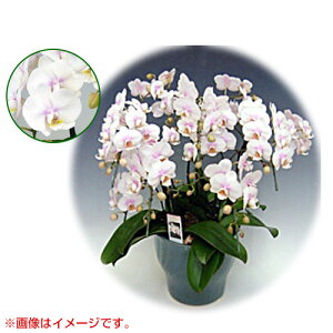 Ӓ ~fBn ^Cv 5{ [7] [t@[Xgu] yӒ ~fB a  ̓ ̓ NX}X v[g hV Mtg  JXj  mzy 