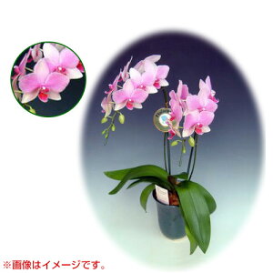 Ӓ ~fBn 僊n^Cv 2{ [5] [X[p[}[Ch] yӒ ~fB a  ̓ ̓ NX}X v[g hV Mtg  JXj  mzy