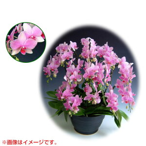 Ӓ ~fBn 僊n^Cv { AO[h [10] [X[p[}[Ch] yӒ ~fB a  ̓ ̓ NX}X v[g hV Mtg  JXj  