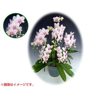 Ӓ ~fBn 僊n^Cv 7{ [9] [nKX~] yӒ ~fB a  ̓ ̓ NX}X v[g hV Mtg  JXj  mzy 