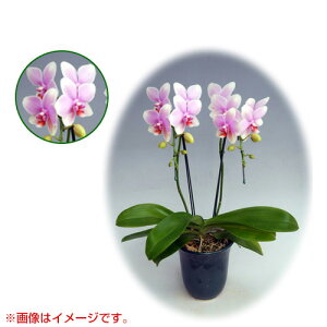 Ӓ ~fBn 僊n^Cv 2{ [5] [I{dL] yӒ ~fB a  ̓ ̓ NX}X v[g hV Mtg  JXj  mzy 