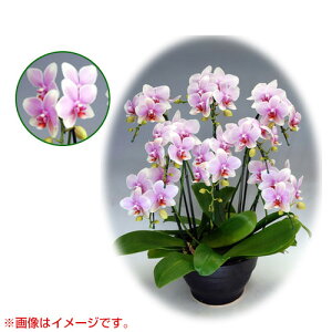 Ӓ ~fBn 僊n^Cv { AO[h [10] [I{dL] yӒ ~fB a  ̓ ̓ NX}X v[g hV Mtg  JXj  mzy