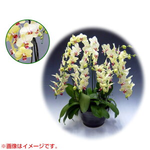 Ӓ ~fBn 僊n^Cv { AO[h [10] [S[fGCW] yӒ ~fB a  ̓ ̓ NX}X v[g hV Mtg  JXj  m