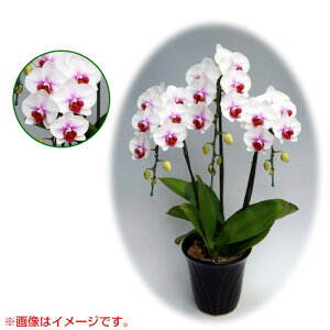 Ӓ ~fBn 僊n^Cv 3{ [6] [Ђ] yӒ ~fB a  ̓ ̓ NX}X v[g hV Mtg 3{  JXj  mzy