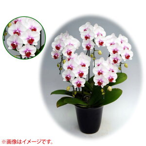 Ӓ ~fBn 僊n^Cv 5{ [7] [Ђ] yӒ ~fB a  ̓ ̓ NX}X v[g hV Mtg  JXj  mzy 