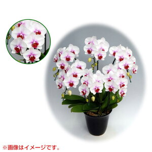 Ӓ ~fBn 僊n^Cv 6{ [7] [Ђ] yӒ ~fB a  ̓ ̓ NX}X v[g hV Mtg  JXj  mzy 