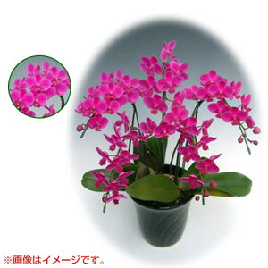 Ӓ ~fBn ^Cv 6{ [7] [Vg] yӒ ~fB a  ̓ ̓ NX}X v[g hV Mtg  JXj  mzy ߁z[C