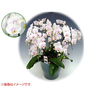 Ӓ ~fBn ^Cv 6{ [7] [t@[Xgu] yӒ ~fB a  ̓ ̓ NX}X v[g hV Mtg  JXj  mzy 