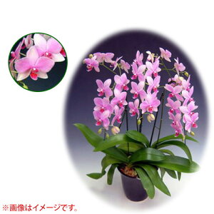 Ӓ ~fBn 僊n^Cv 3{ [6] [X[p[}[Ch] yӒ ~fB a  ̓ ̓ NX}X v[g hV Mtg 3{  JXj  m