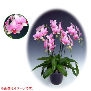 Ӓ ~fBn 僊n^Cv 5{ [7] [X[p[}[Ch] yӒ ~fB a  ̓ ̓ NX}X v[g hV Mtg  JXj  mzy