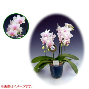 Ӓ ~fBn 僊n^Cv 2{ [5] [nKX~] yӒ ~fB a  ̓ ̓ NX}X v[g hV Mtg  JXj  mzy 