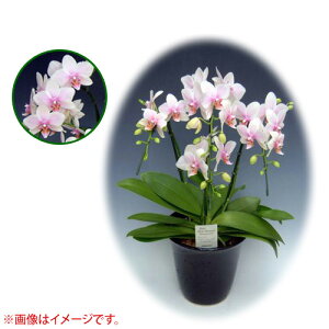 Ӓ ~fBn 僊n^Cv 3{ [6] [nKX~] yӒ ~fB a  ̓ ̓ NX}X v[g hV Mtg 3{  JXj  mzy