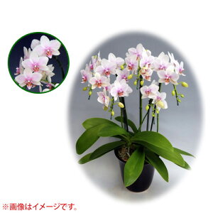 Ӓ ~fBn 僊n^Cv 5{ [7] [nKX~] yӒ ~fB a  ̓ ̓ NX}X v[g hV Mtg  JXj  mzy 