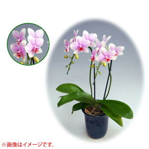 Ӓ ~fBn 僊n^Cv 3{ [6] [I{dL] yӒ ~fB a  ̓ ̓ NX}X v[g hV Mtg 3{  JXj  mzy