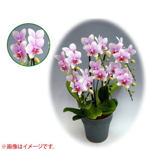 Ӓ ~fBn 僊n^Cv 5{ [7] [I{dL] yӒ ~fB a  ̓ ̓ NX}X v[g hV Mtg  JXj  mzy 