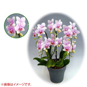 Ӓ ~fBn 僊n^Cv 6{ [7] [I{dL] yӒ ~fB a  ̓ ̓ NX}X v[g hV Mtg  JXj  mzy 