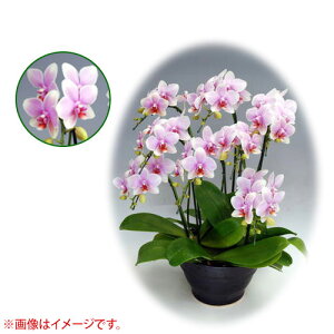 Ӓ ~fBn 僊n^Cv 7{ [9] [I{dL] yӒ ~fB a  ̓ ̓ NX}X v[g hV Mtg  JXj  mzy 