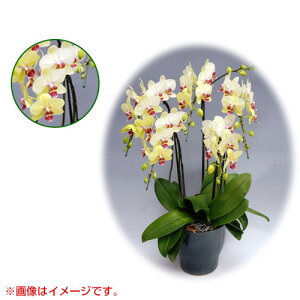 Ӓ ~fBn 僊n^Cv 5{ [7] [S[fGCW] yӒ ~fB a  ̓ ̓ NX}X v[g hV Mtg  JXj  mzy