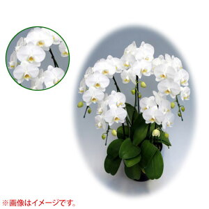 Ӓ ~fBn 僊n^Cv 5{ [7] [_CAhX^[] yӒ ~fB a  ̓ ̓ NX}X v[g hV Mtg  JXj  mzy