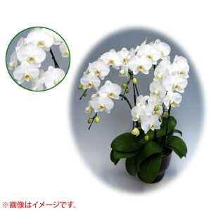 Ӓ ~fBn 僊n^Cv 6{ [7] [_CAhX^[] yӒ ~fB a  ̓ ̓ NX}X v[g hV Mtg  JXj  mzy