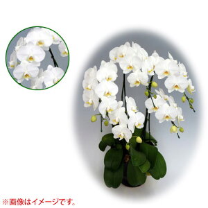 Ӓ ~fBn 僊n^Cv 7{ [9] [_CAhX^[] yӒ ~fB a  ̓ ̓ NX}X v[g hV Mtg  JXj  mzy