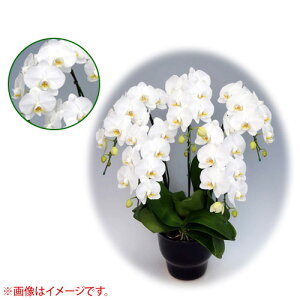 Ӓ ~fBn 僊n^Cv 8{ [10] [_CAhX^[] yӒ ~fB a  ̓ ̓ NX}X v[g hV Mtg  JXj  mzy