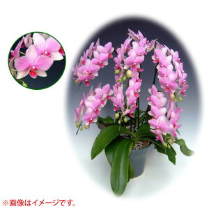 Ӓ ~fBn 僊n^Cv 6{ [7] [X[p[}[Ch] yӒ ~fB a  ̓ ̓ NX}X v[g hV Mtg  JXj  mzy