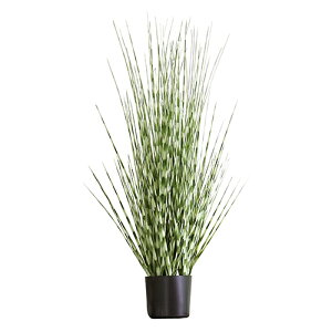 種 Green 観葉植物の人気商品 通販 価格比較 価格 Com