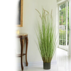 種 Green 観葉植物の人気商品 通販 価格比較 価格 Com