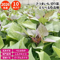 楽天市場】紅あずま 苗の通販