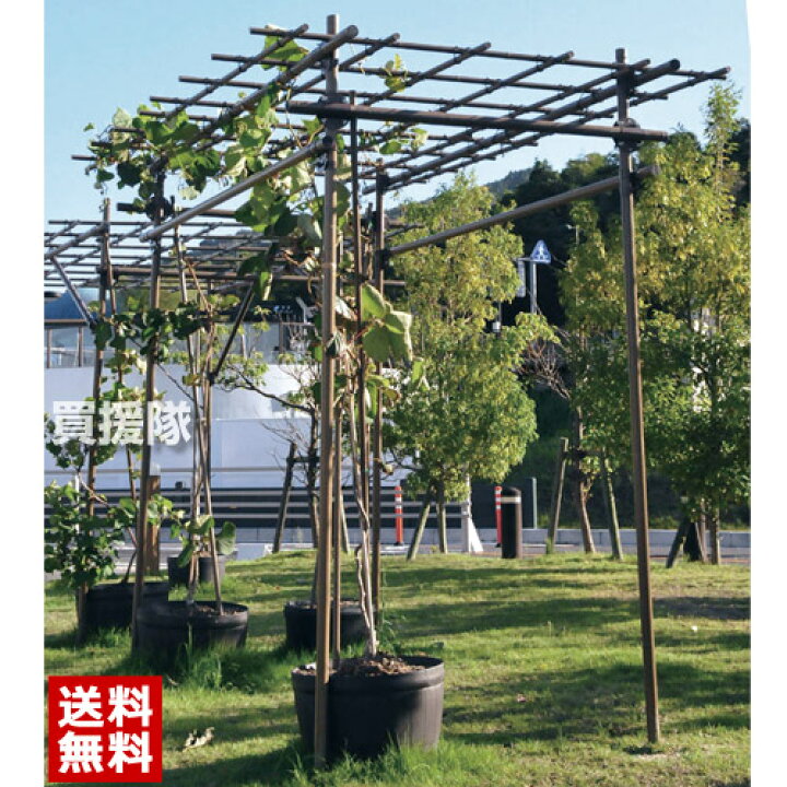 楽天市場 法人限定 セキスイ フルーツパーゴラl ぶどう棚 藤棚 ふじ棚 葡萄棚 園芸棚 菜園 棚 支柱 園芸 用品 つる ヘチマ キウイ 栽培 格子 棚 軒下 ツル 積水樹脂 おしゃれ おすすめ Cb99 送料無料 組立 調整 設置が簡単 買援隊