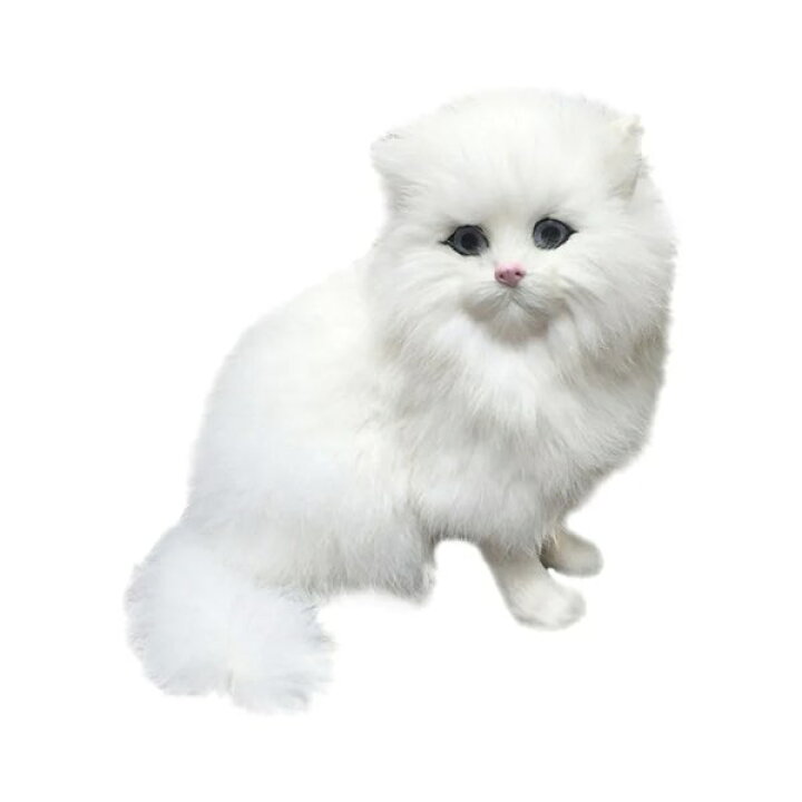 楽天市場】＼P最大5倍☆4/1限定／【全国送料無料】ペルシャ猫 