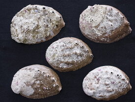 ［アワビ］クロアワビ(自然)（約9～11cm/5枚）貝 貝殻 シェル アワビ ミミガイ科