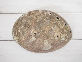 ［アワビ］クロアワビ(自然)【15cm以上/1枚】貝 貝殻 シェル アワビ ミミガイ科