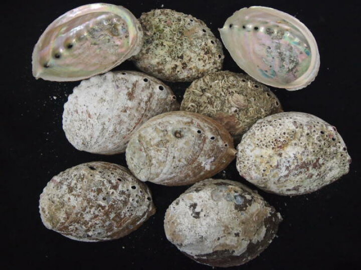 楽天市場 クロアワビ 自然 約13 15ｃｍ 3枚 貝 貝殻 シェル アワビ ミミガイ科 貝殻専門店 貝殻の問屋さん