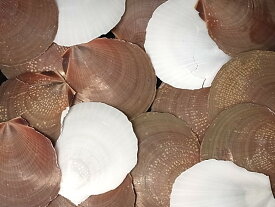 ［二枚貝］タカサゴツキヒガイ【約4.0～7.0cm/500g】貝 貝殻 シェル 二枚貝 ブライダル ウェルカムボード ハンドメイド フレーム 海 ストラップ