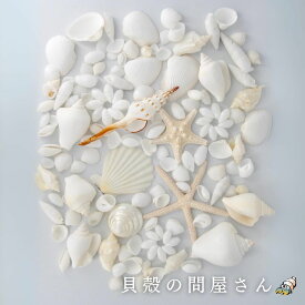 ［貝殻セット］ホワイトスペシャルセット【約1.5～12cm】ウエディング・インテリア・マリンディスプレイに♪ 貝 貝殻 シェル