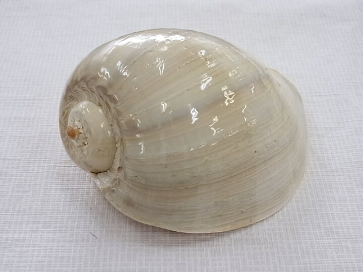 メロブロディリフ磨【約23〜25ｃｍ/1個】貝殻・貝・シェル・大きな貝殻 貝殻専門店 貝殻の問屋さん