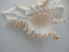 ［巻貝］テングガイ（約8～25cm）貝 貝殻 シェル 巻貝 置物 絵画 海辺 デザイン フォト コレクター