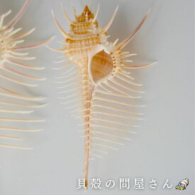 ［巻貝］ホネガイ（約8～16cm）貝 貝殻 シェル 巻貝 角 アクセサリー 置物 コレクター 絵画 フォト